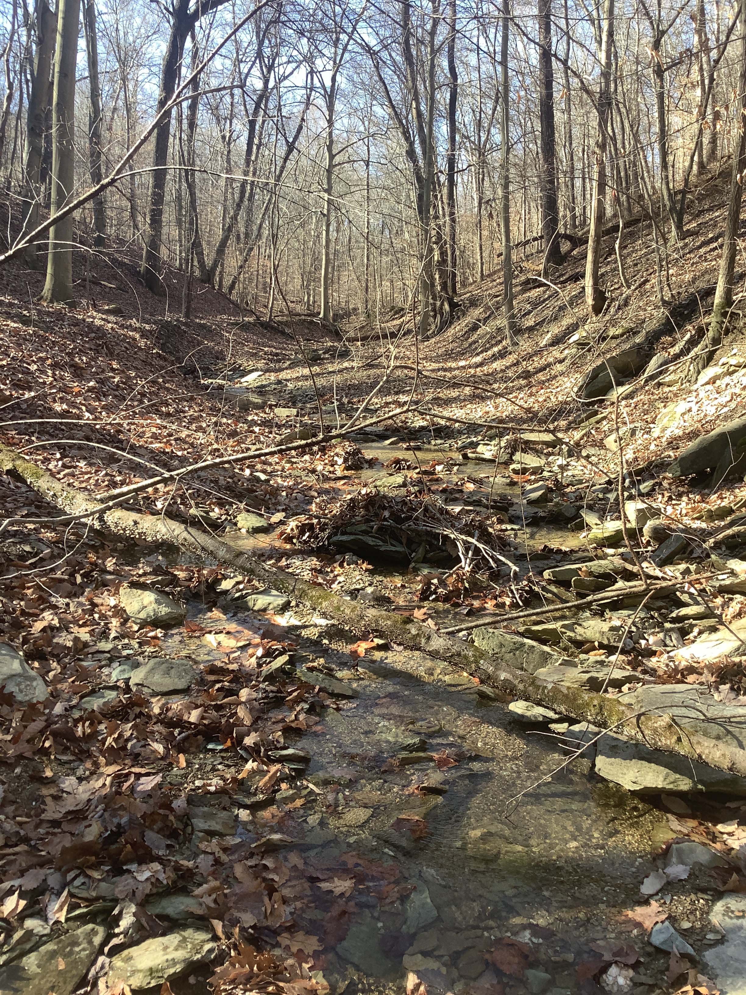 Field photo showing stream conditions at site LMON-121-R-2023_Midpoint_facing_upstream