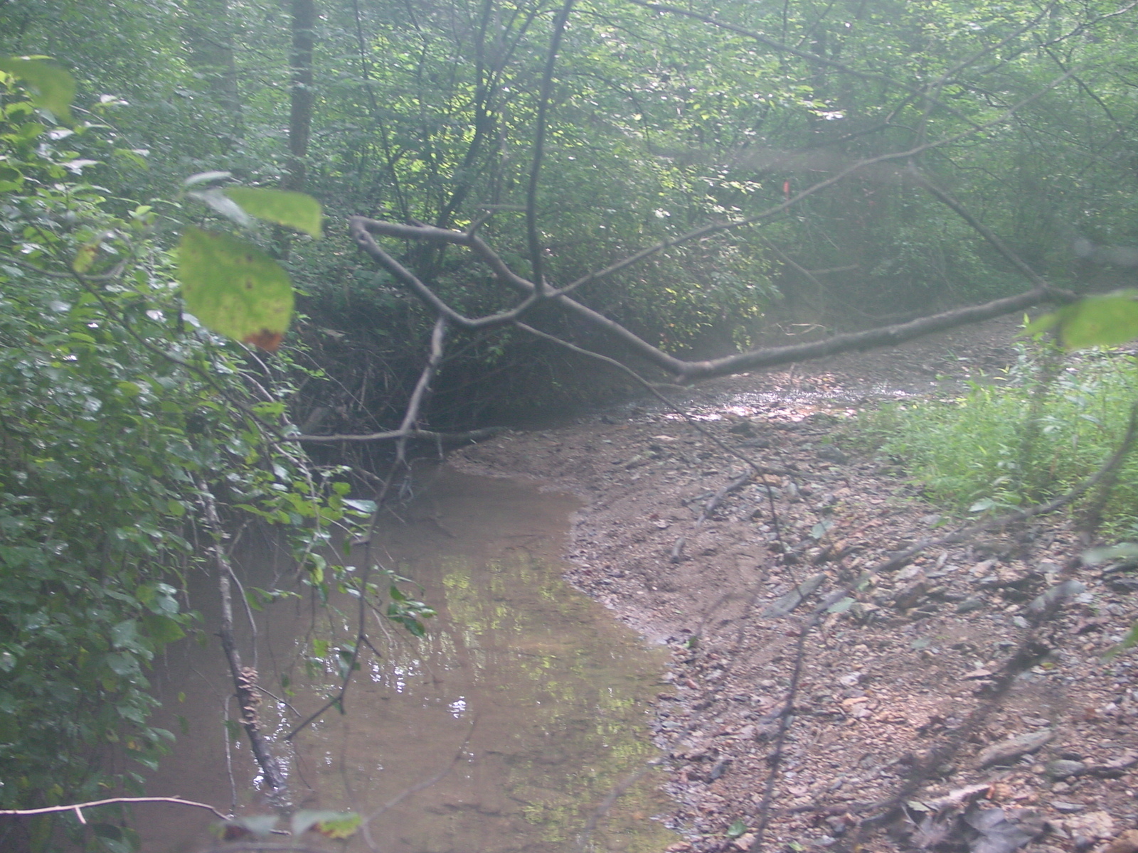 Field photo showing stream conditions at site LMON-131-R-2003-4