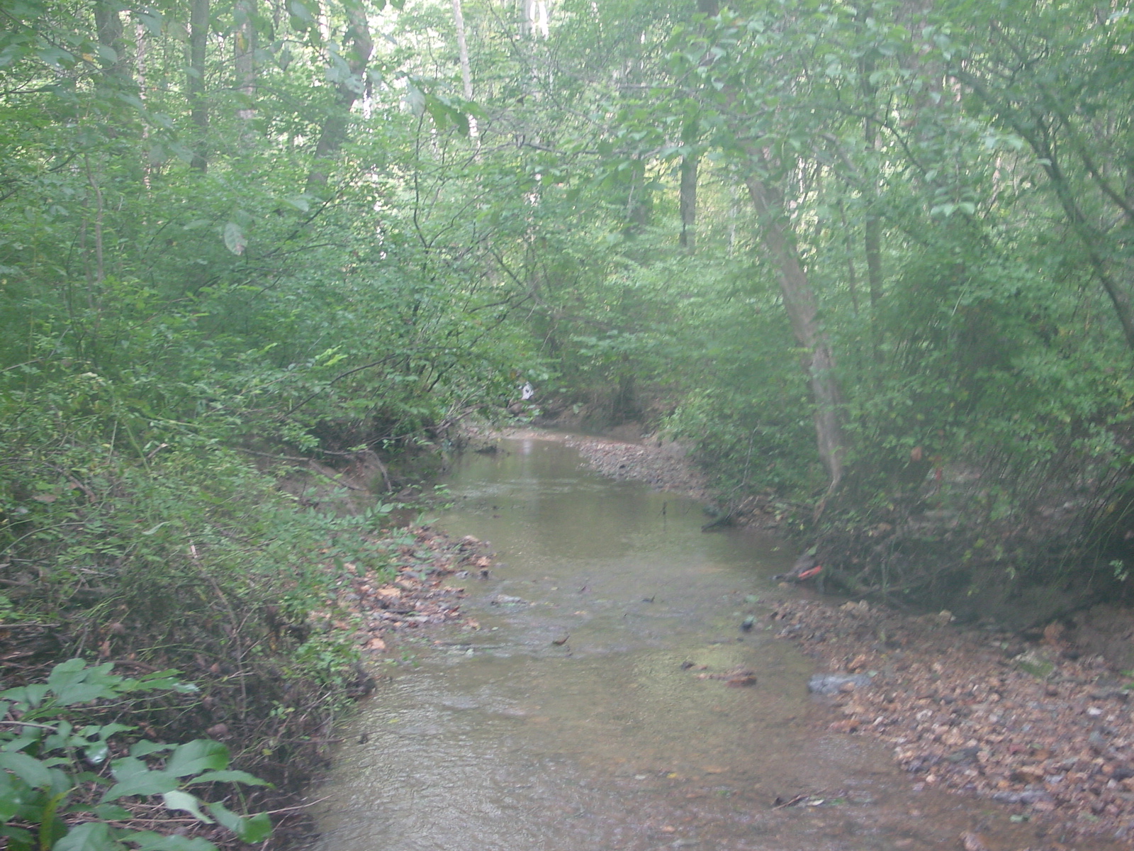 Field photo showing stream conditions at site LMON-131-R-2003-5
