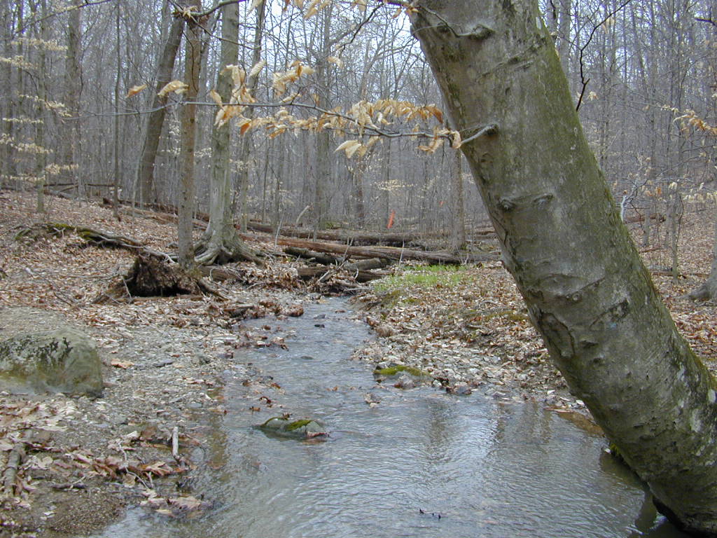 Field photo showing stream conditions at site LMON-136-T-2000-01