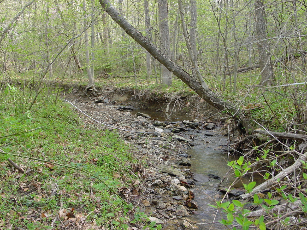 Field photo showing stream conditions at site LMON-142-R-2003-1