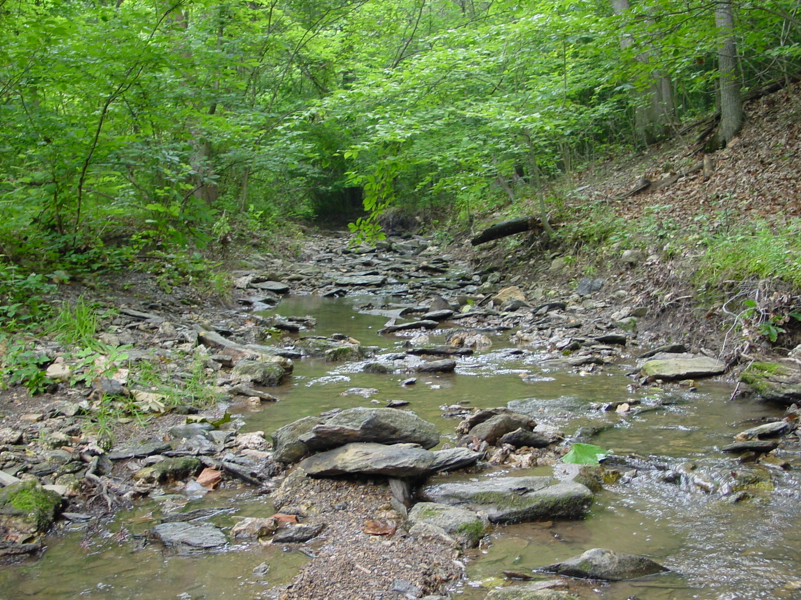Field photo showing stream conditions at site LMON-142-R-2003-3