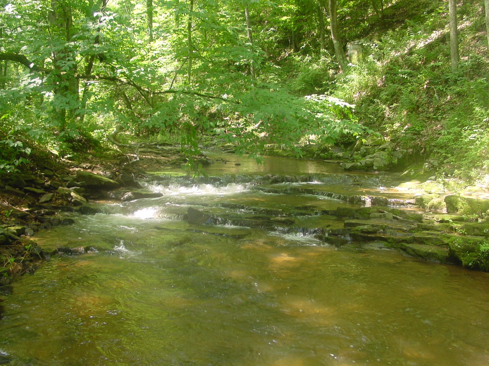 Field photo showing stream conditions at site LMON-210-R-2003-4