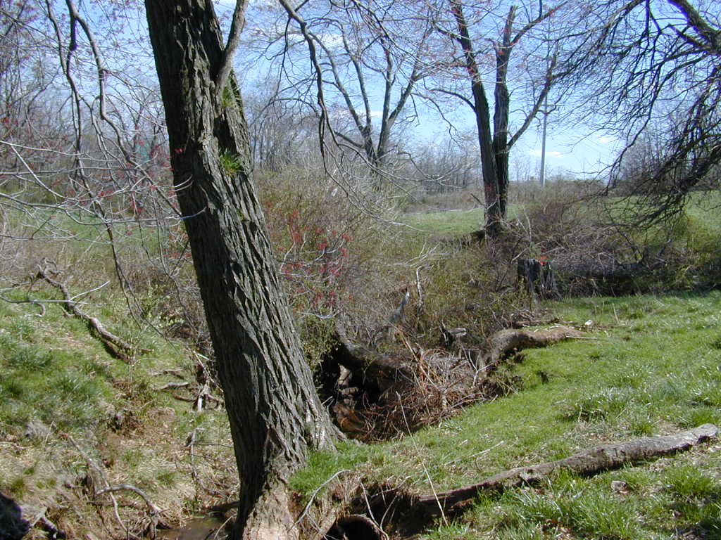 Field photo showing stream conditions at site LMON-231-T-2000-02