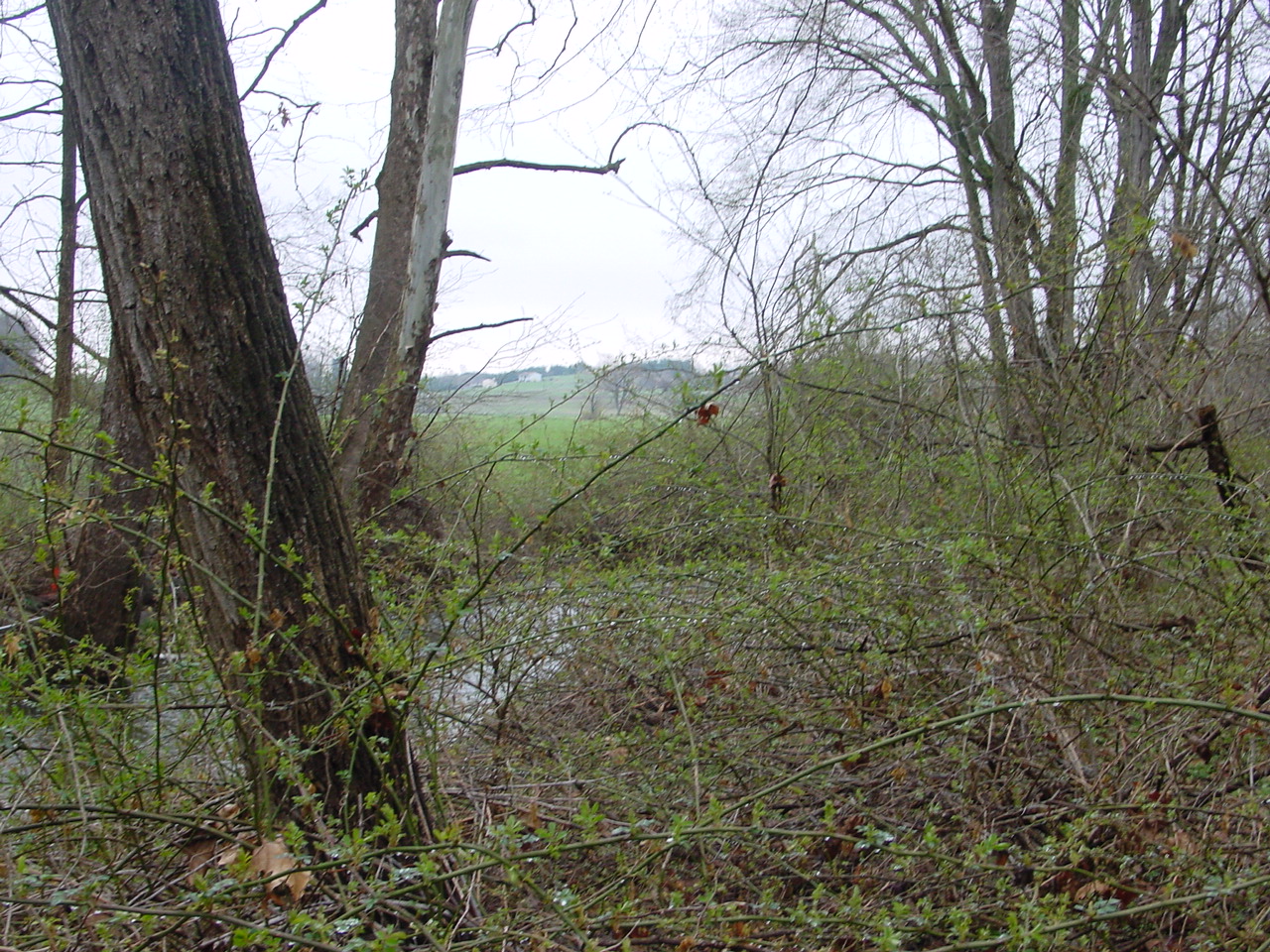 Field photo showing stream conditions at site LMON-328-R-2003-3