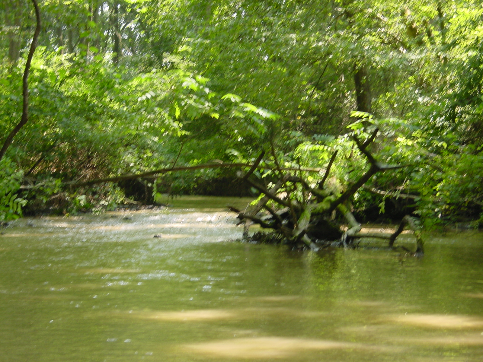 Field photo showing stream conditions at site LMON-328-R-2003-4