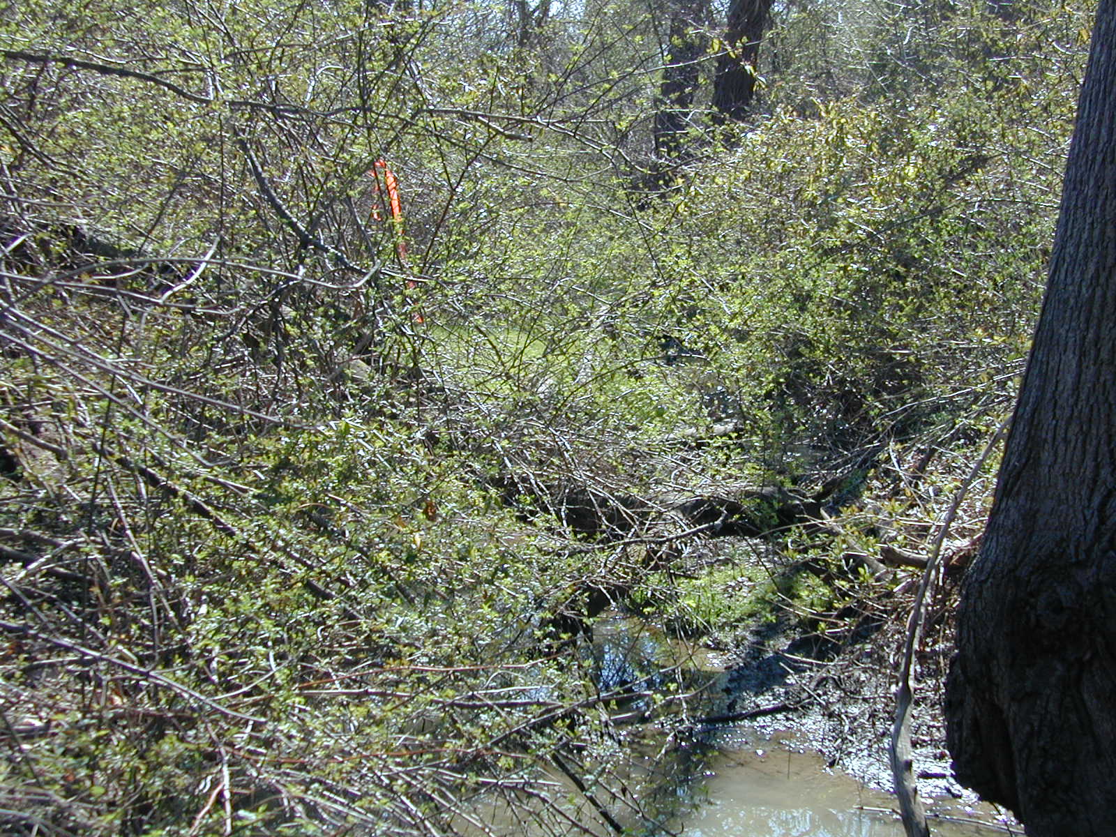 Field photo showing stream conditions at site LOCH-101-R-2002-494