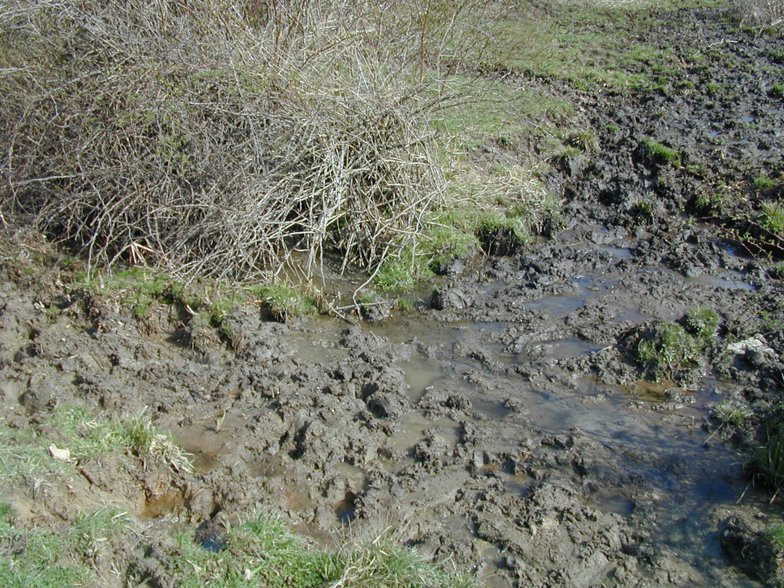 Field photo showing stream conditions at site LOCH-111-R-2002-497