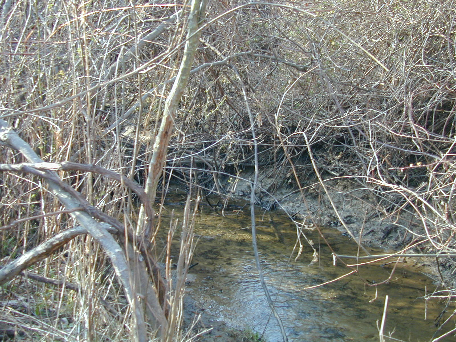 Field photo showing stream conditions at site LOCH-216-R-2002-488