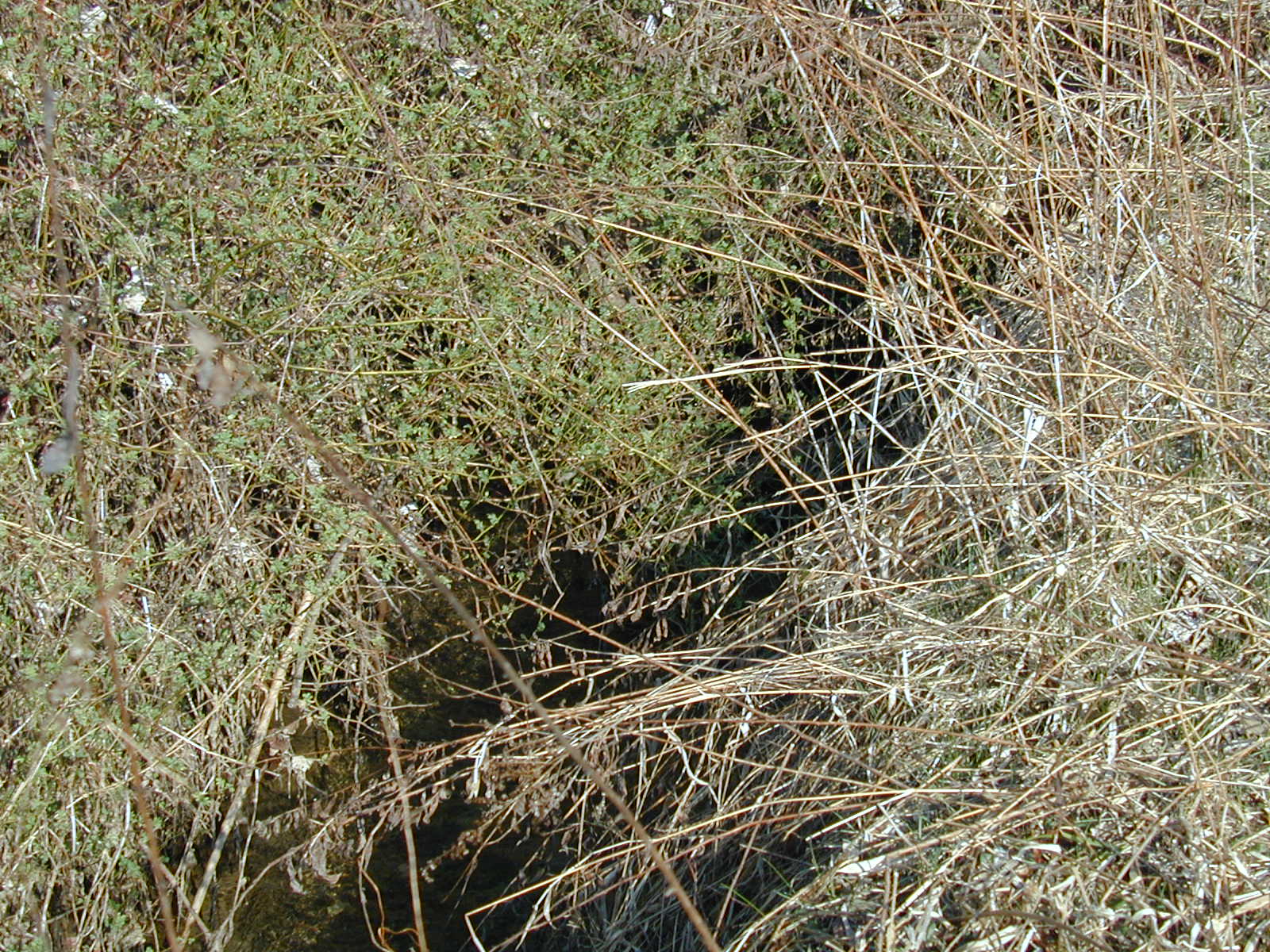 Field photo showing stream conditions at site LOCH-216-R-2002-489