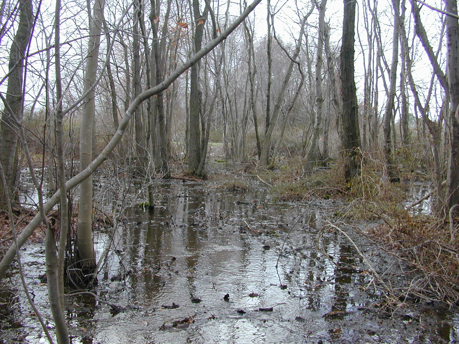 Field photo showing stream conditions at site LOCK-104-R-2003-0899