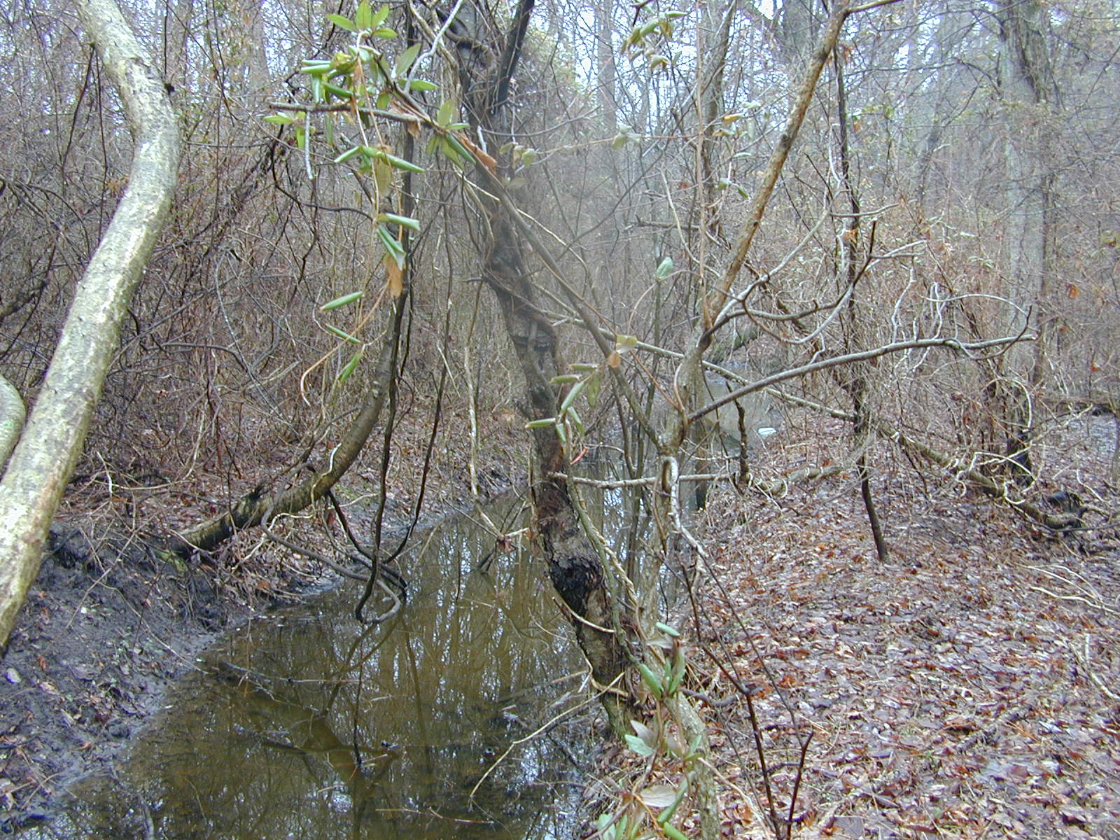Field photo showing stream conditions at site LOCK-118-R-2003-0864