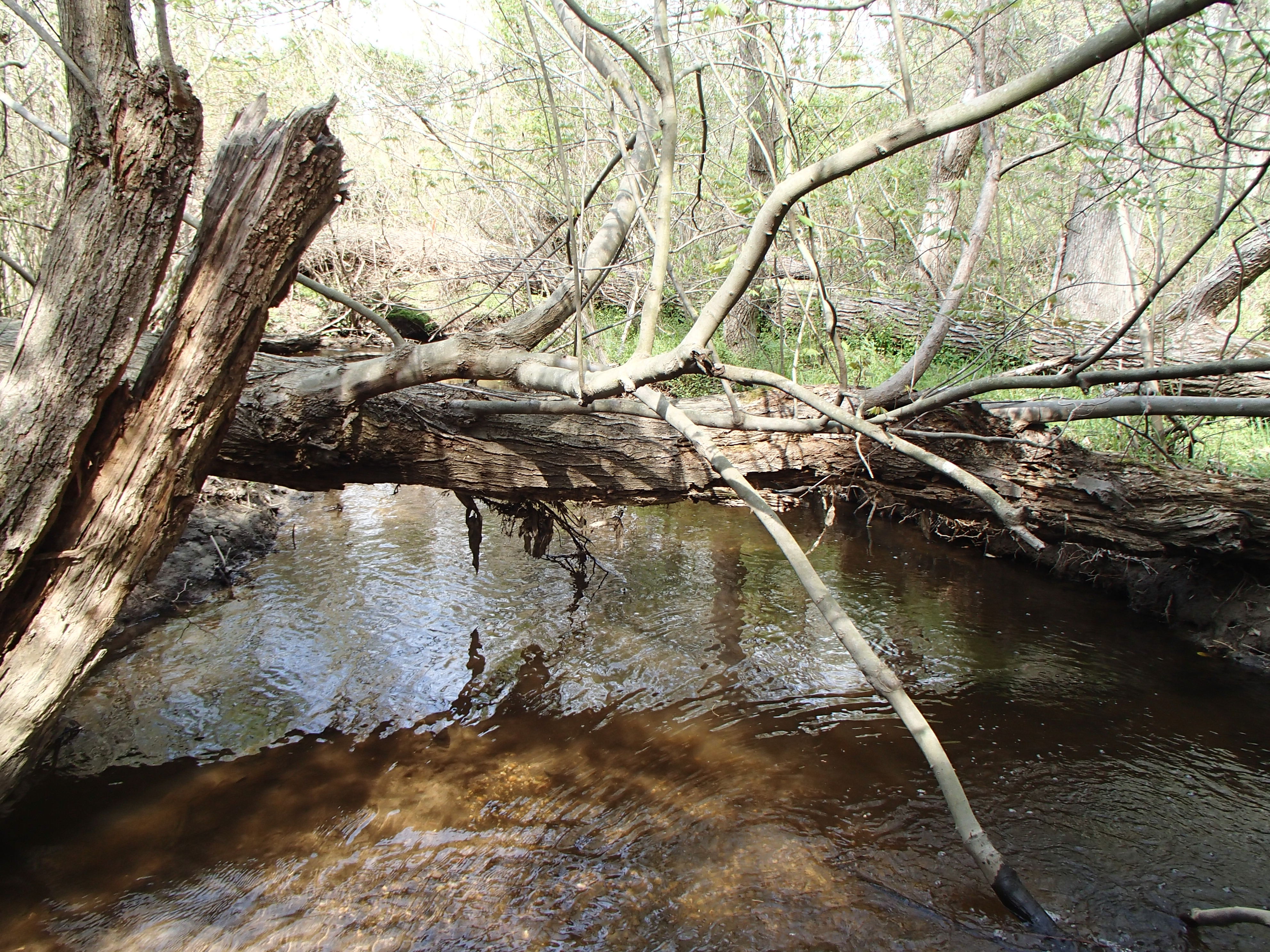 Field photo showing stream conditions at site LOCK-126-R-2017-MidpointFacingDownstream