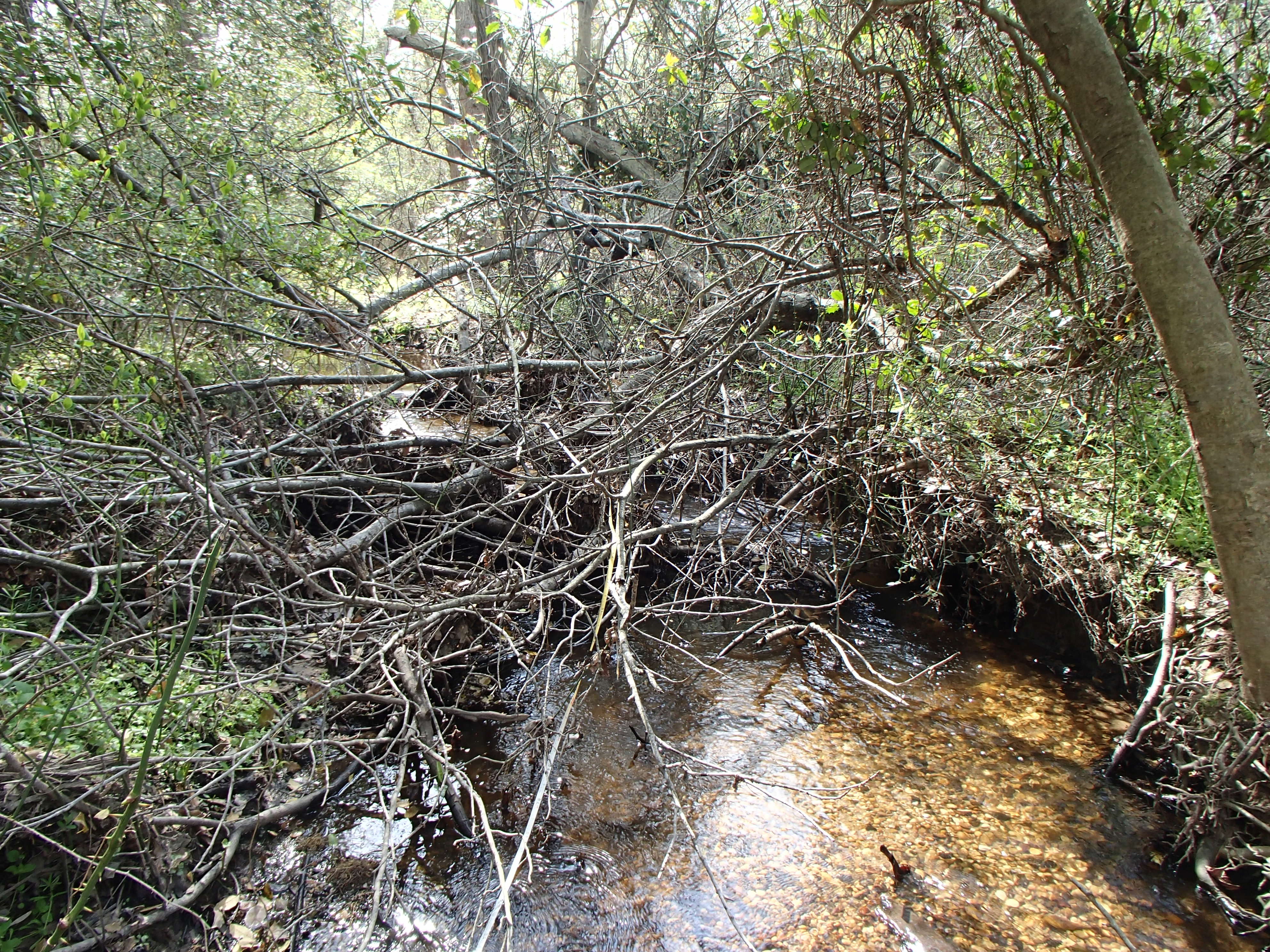 Field photo showing stream conditions at site LOCK-126-R-2017-MidpointFacingUpstream