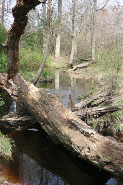 Field photo showing stream conditions at site LOCR-102-S-2010-1
