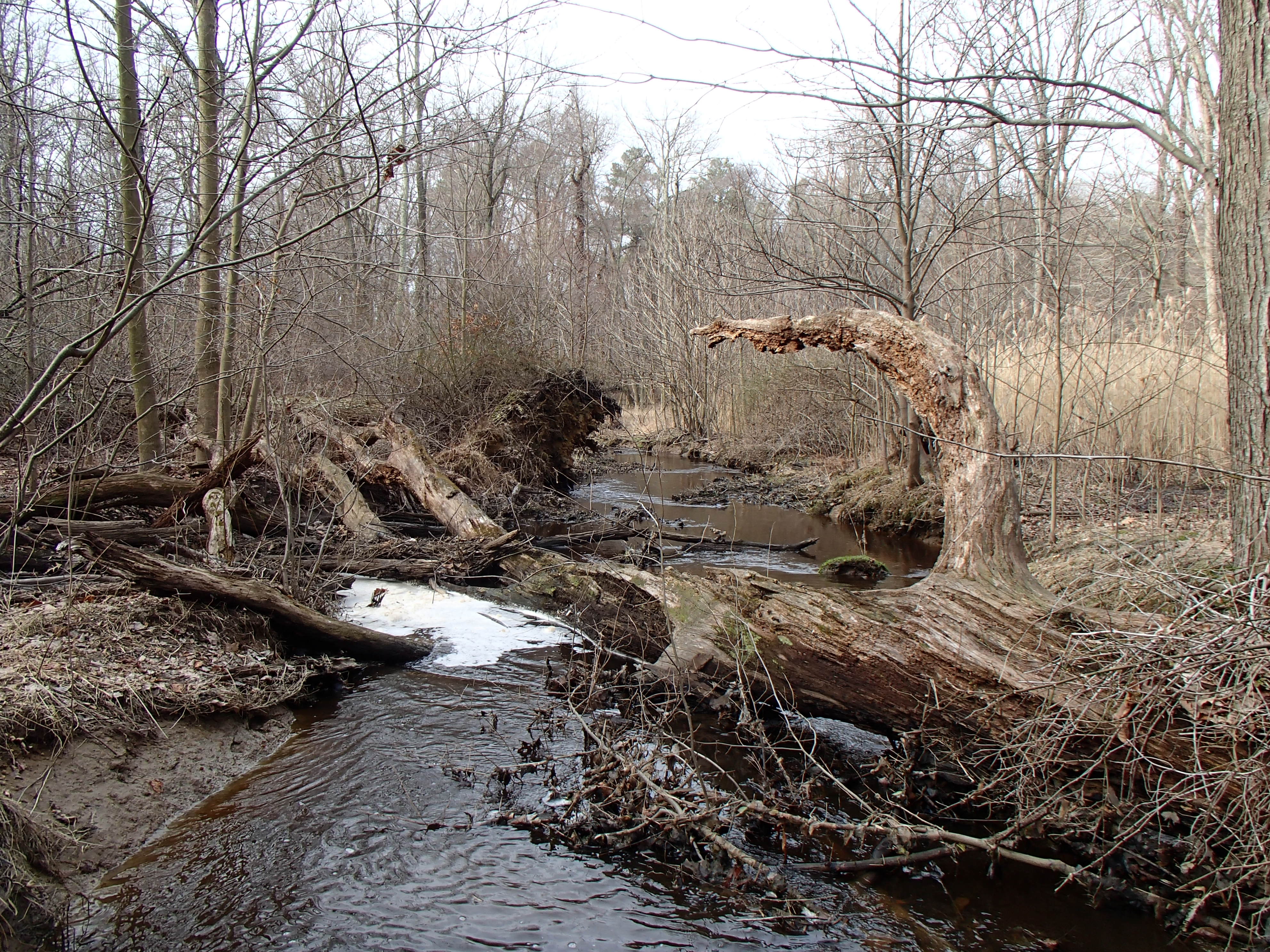 Field photo showing stream conditions at site LOCR-102-S-2015_Midpoint-looking-downstream
