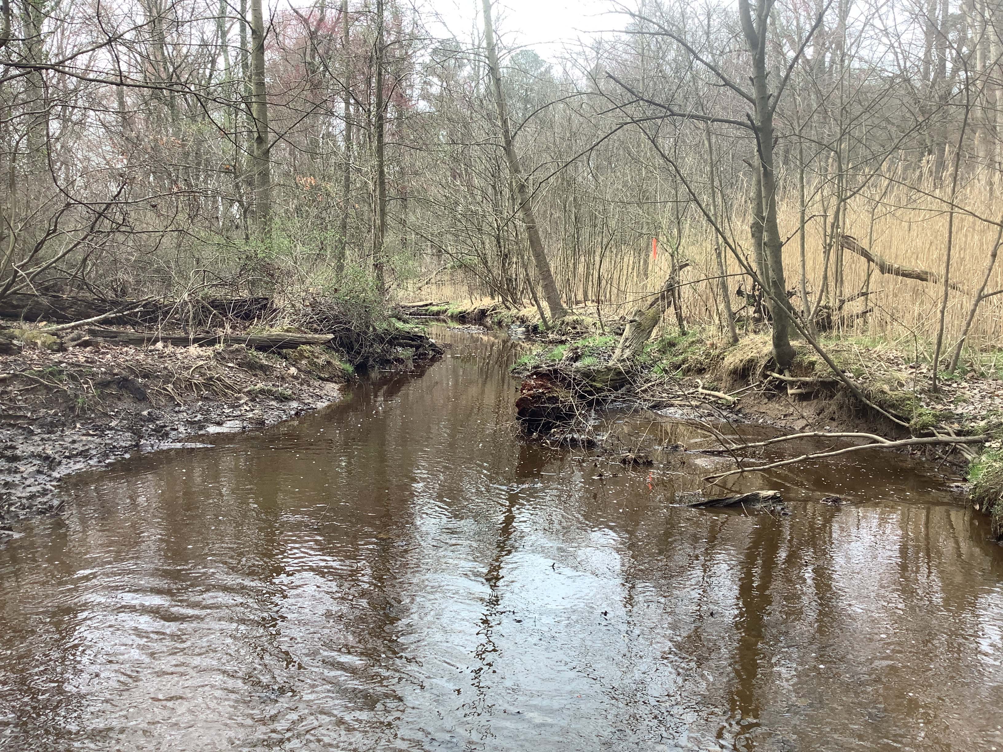 Field photo showing stream conditions at site LOCR-102-S-2023-MidpointLookingDownstream