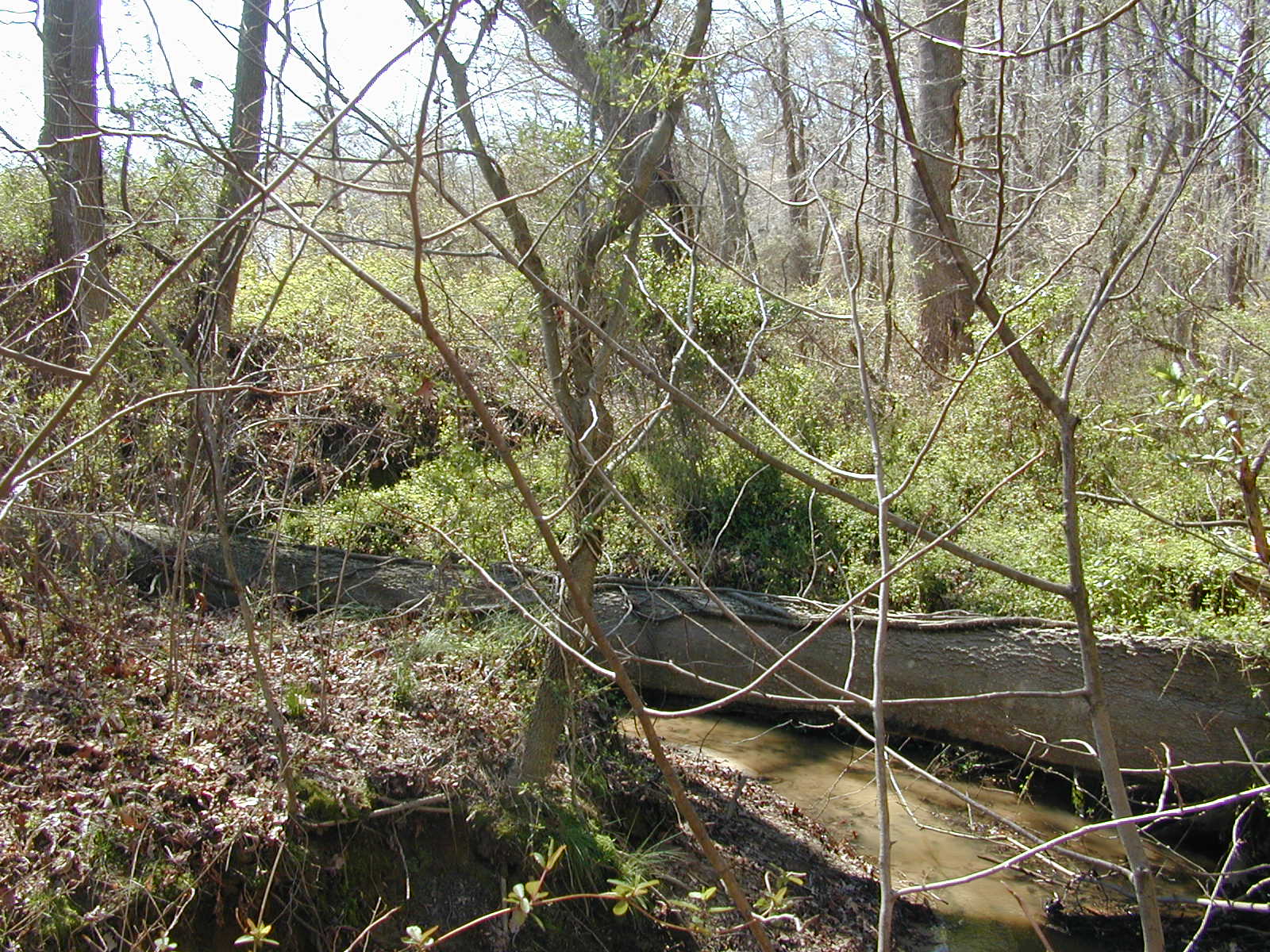 Field photo showing stream conditions at site LOCR-116-R-2002-2