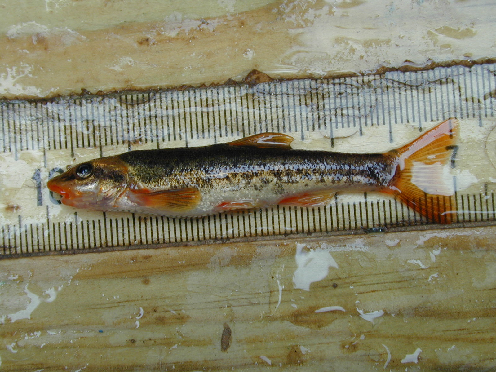Field photo showing stream conditions at site LOGU-103-R-2002-529