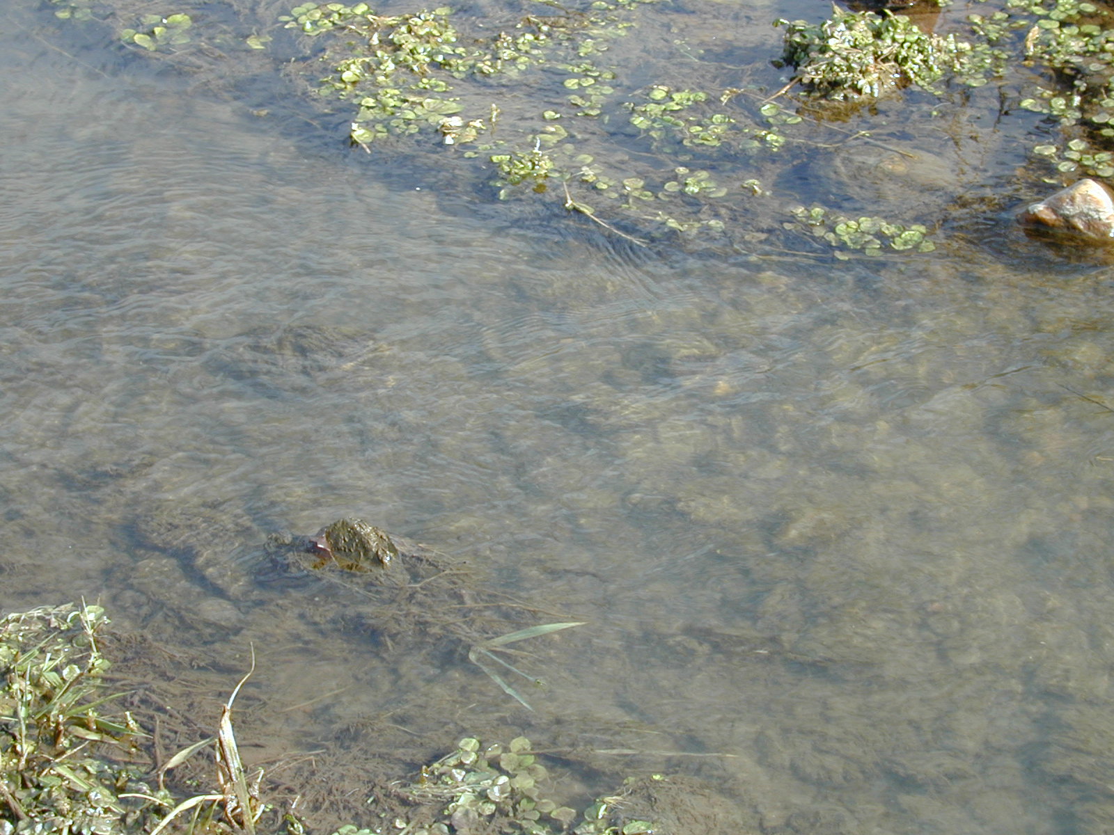 Field photo showing stream conditions at site LOGU-211-R-2002-374