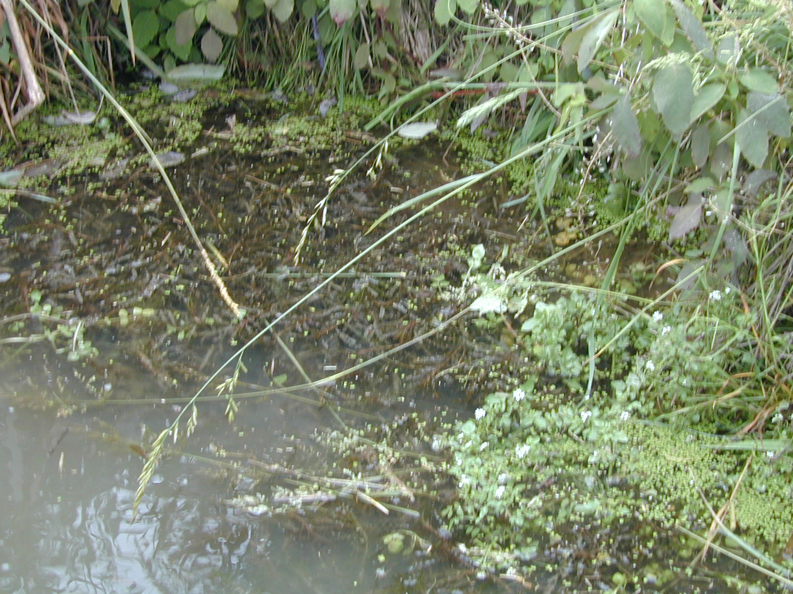 Field photo showing stream conditions at site LOGU-211-R-2002-533