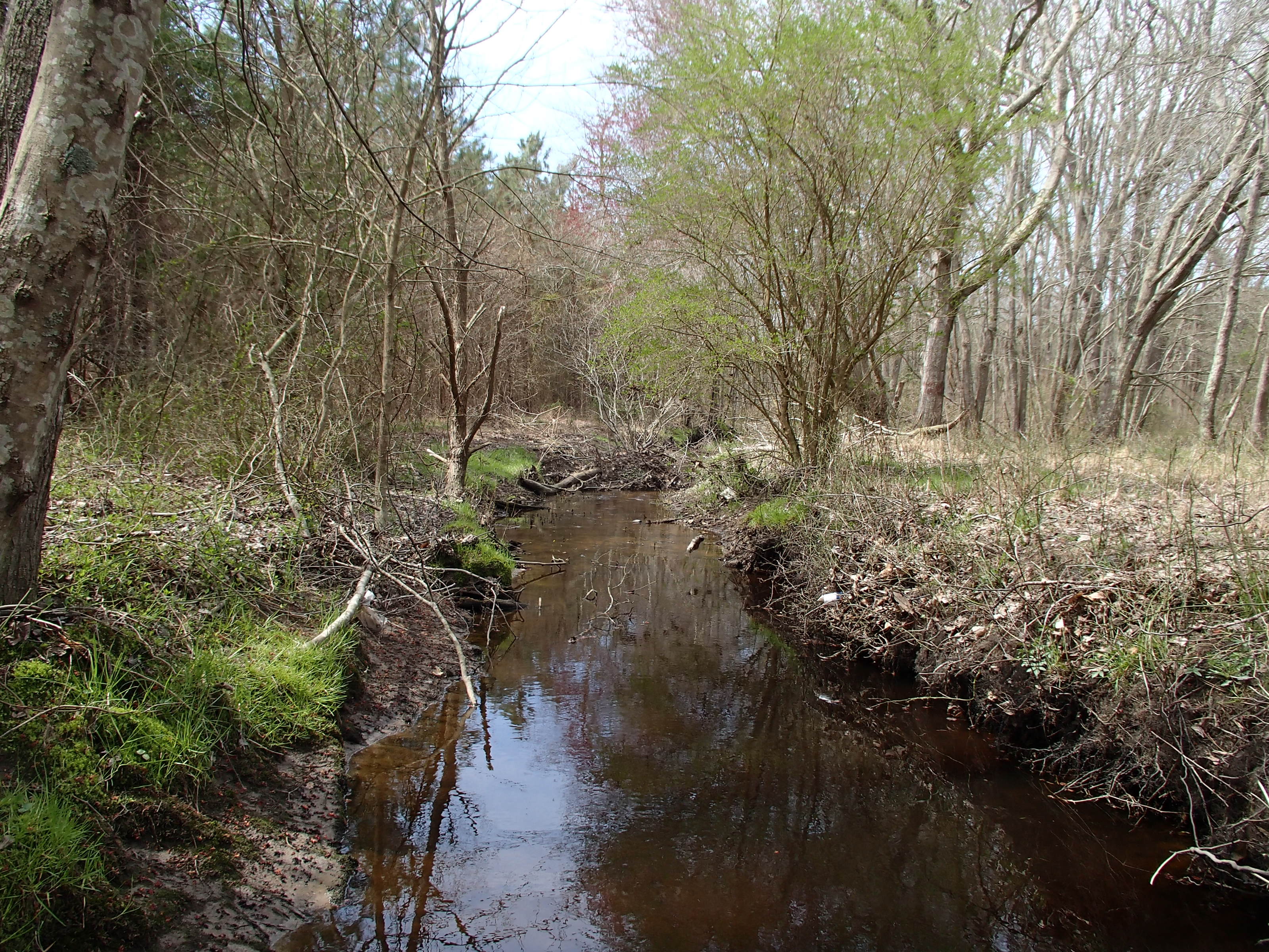 Field photo showing stream conditions at site LOPC-101-X-2015_50-m-looking-downstream
