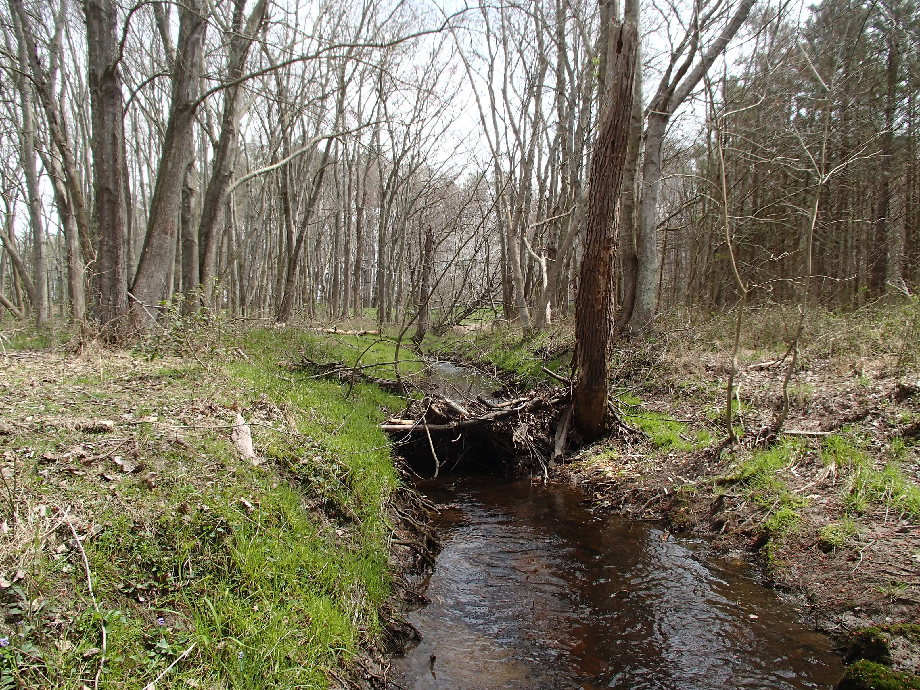 Field photo showing stream conditions at site LOPC-101-X-2015_50m-looking-upstream