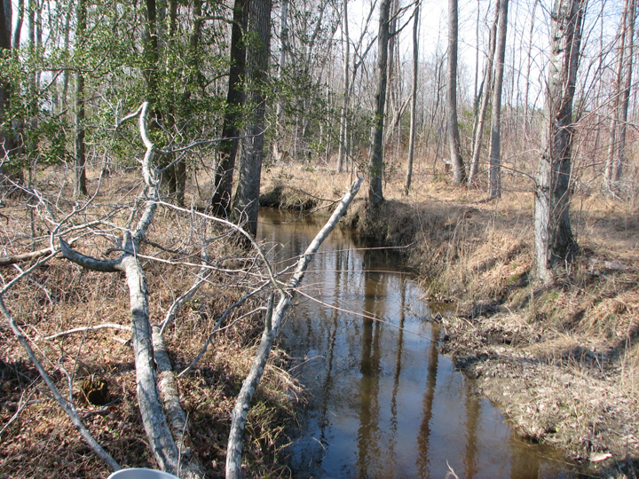 Field photo showing stream conditions at site LOPC-110-B-2008-1