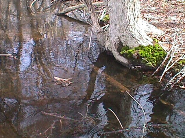 Field photo showing stream conditions at site LOWI-103-R-2000-10_17