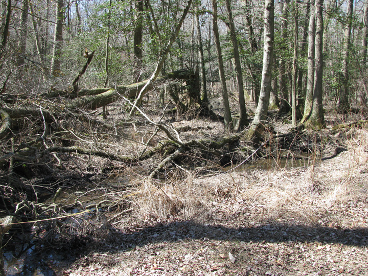Field photo showing stream conditions at site LOWI-115-R-2009-1