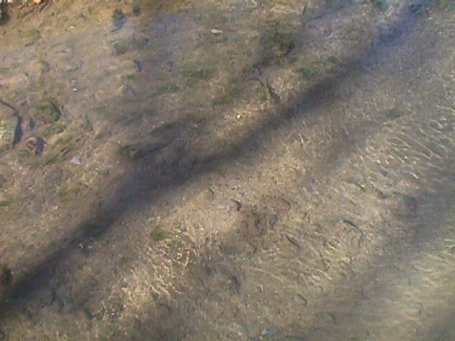 Field photo showing stream conditions at site LPAX-115-R-2000-06_13