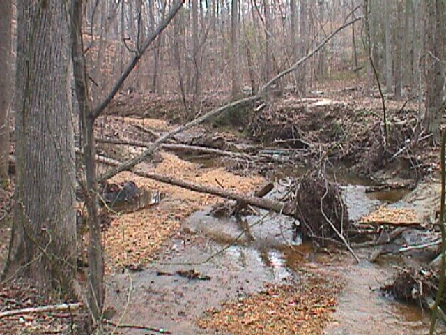 Field photo showing stream conditions at site LPAX-203-R-2000-08_01