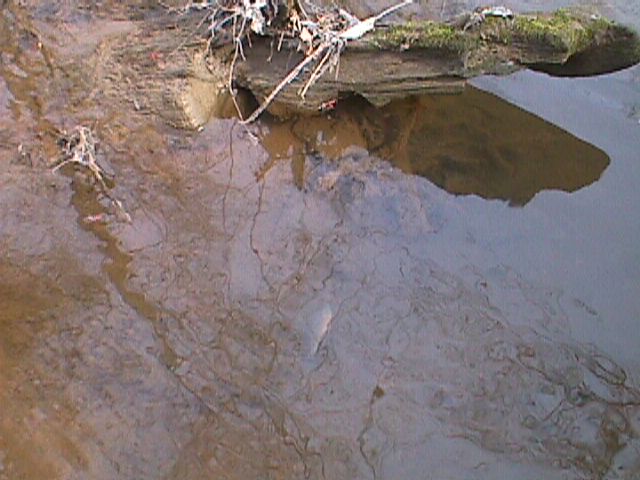Field photo showing stream conditions at site LPAX-206-R-2000-08_04