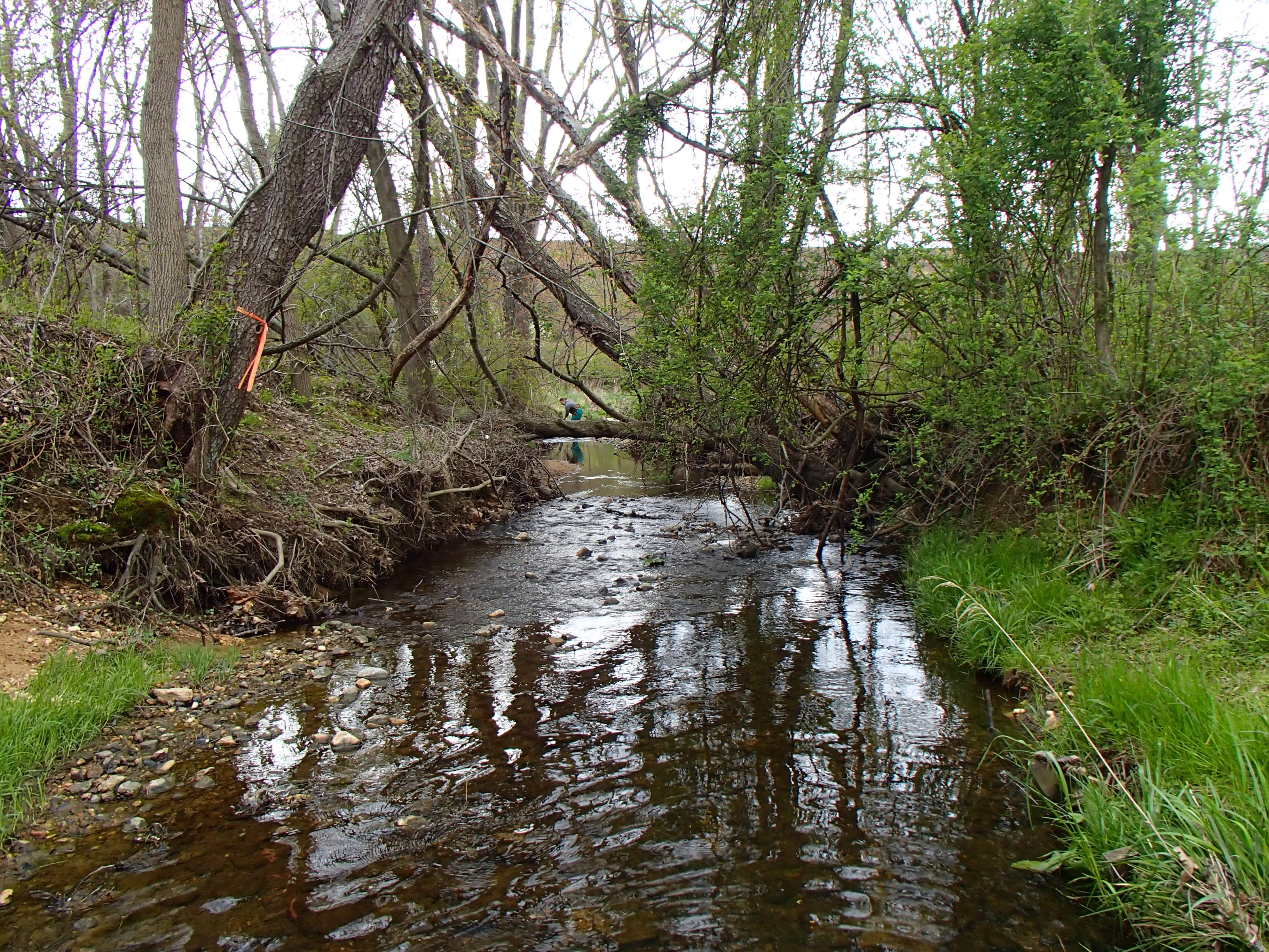 Field photo showing stream conditions at site LPAX-287-X-2015_Midpoint-downstream