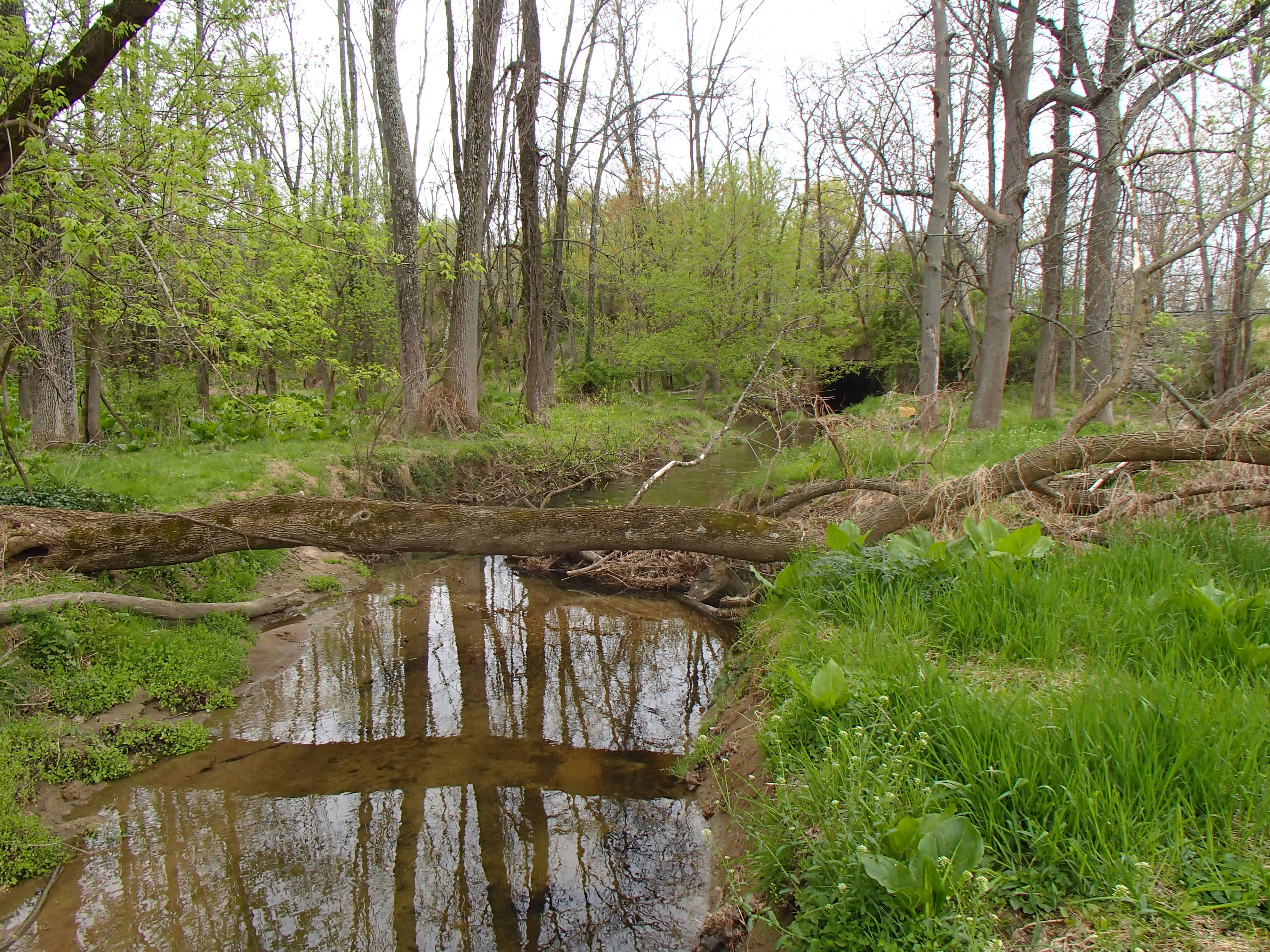 Field photo showing stream conditions at site LPAX-290-X-2015_Midpoint-downstream