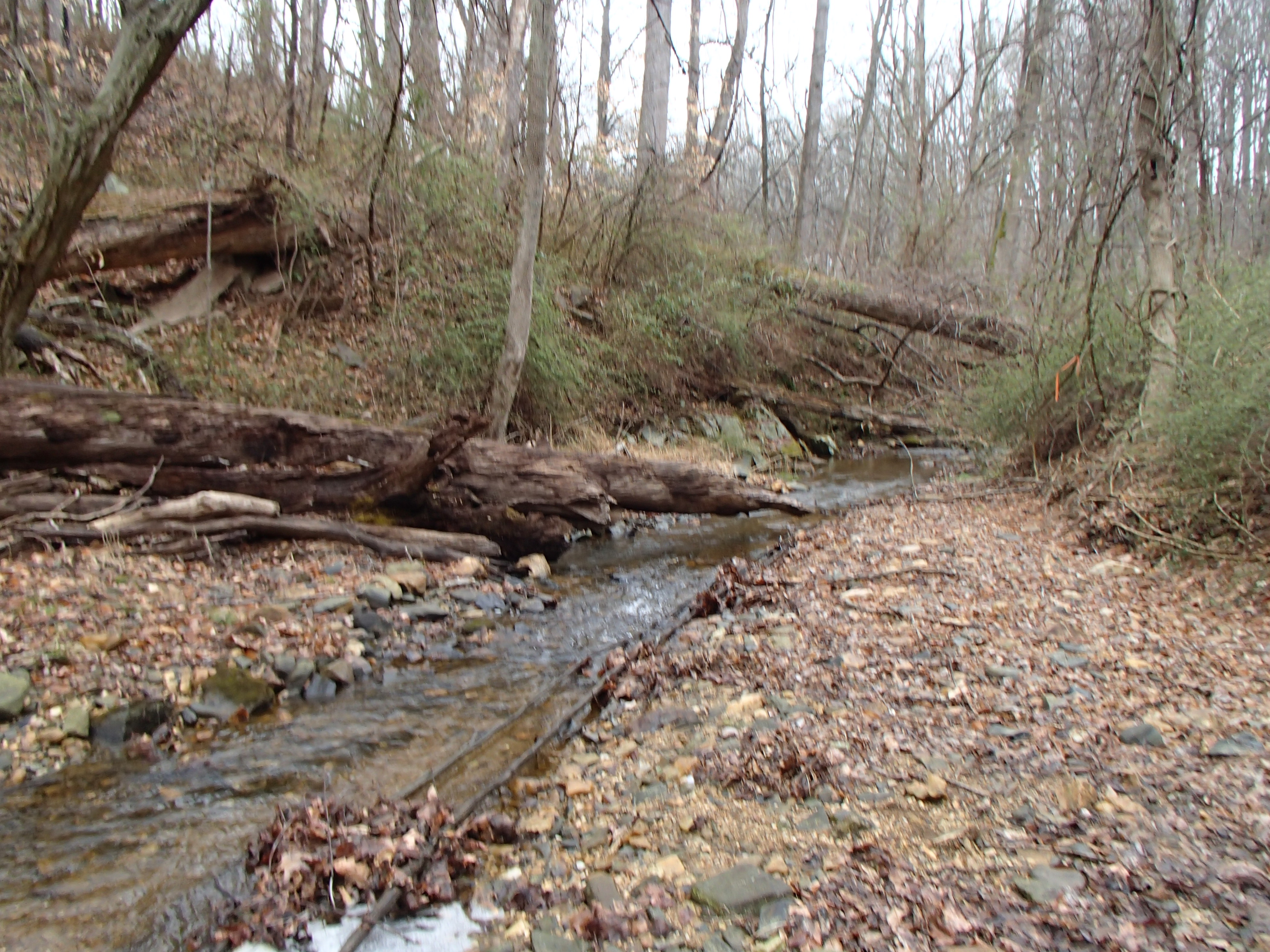 Field photo showing stream conditions at site LSUS-101-R-2017-MidpointFacingDownstream