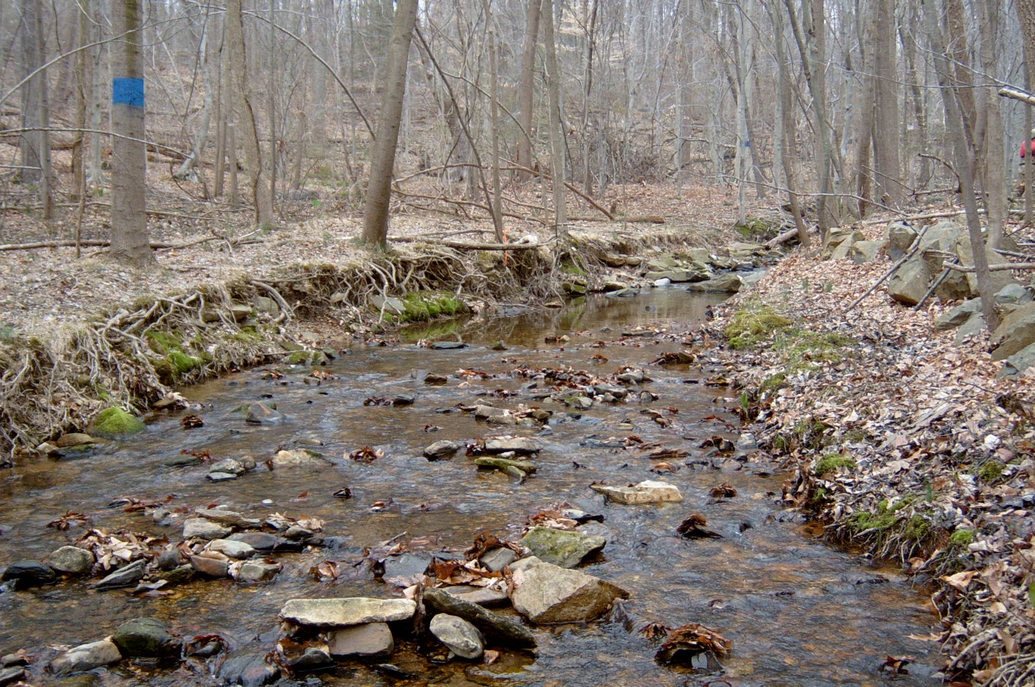 Field photo showing stream conditions at site LSUS-104-R-2004-82