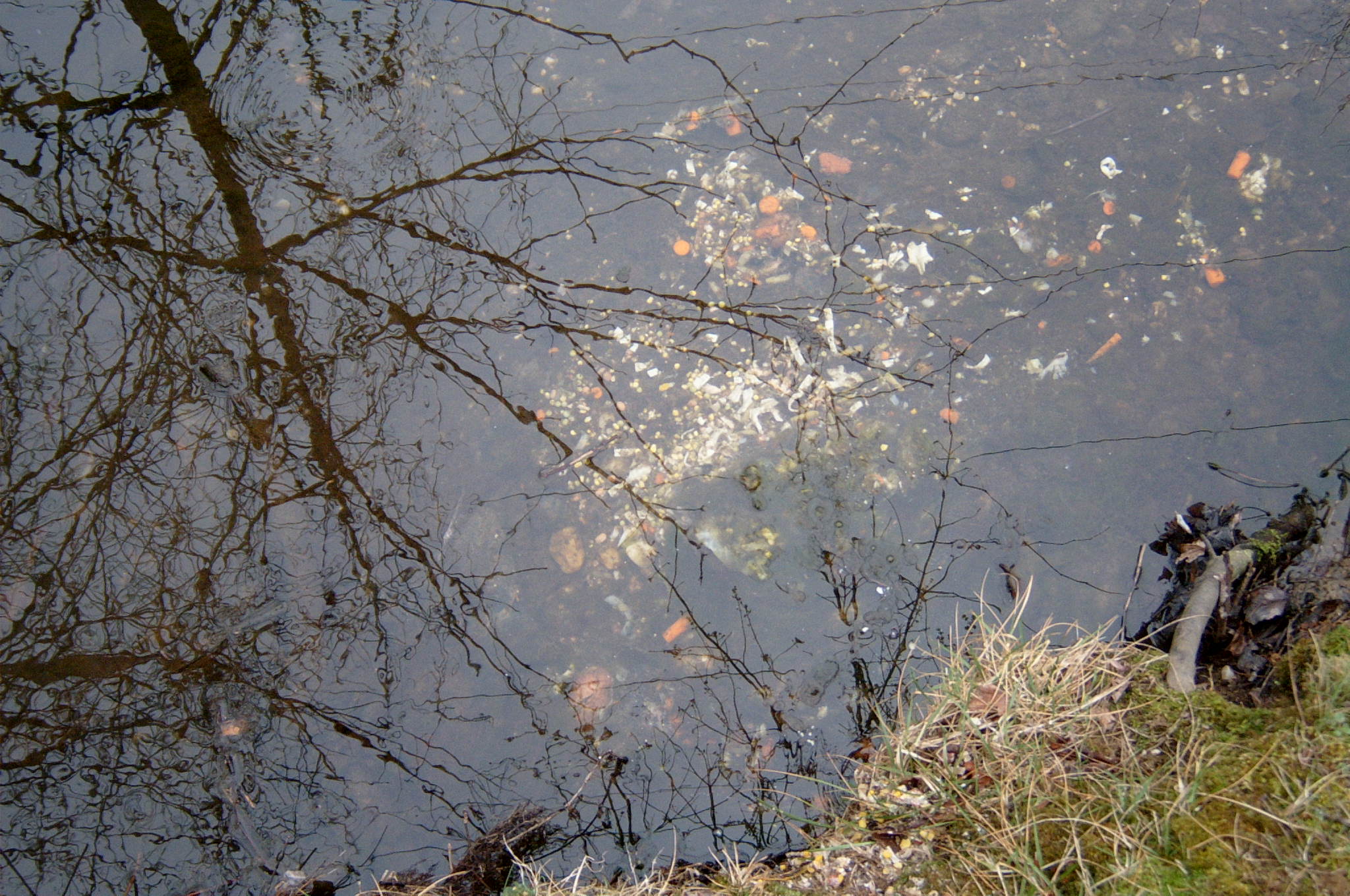 Field photo showing stream conditions at site LSUS-117-R-2004-94