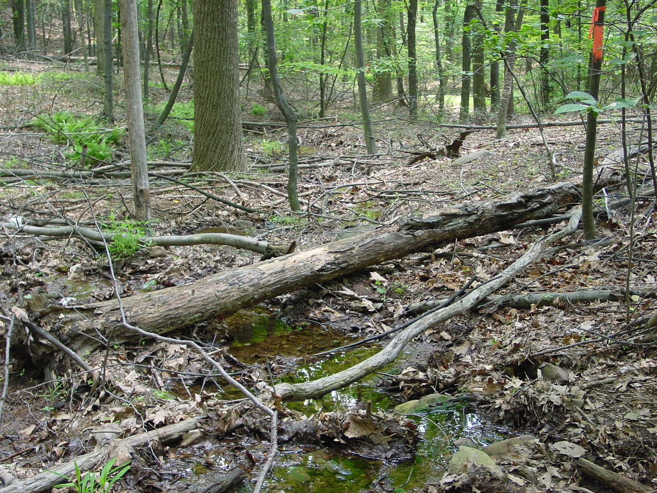Field photo showing stream conditions at site LTON-113-R-2002-3