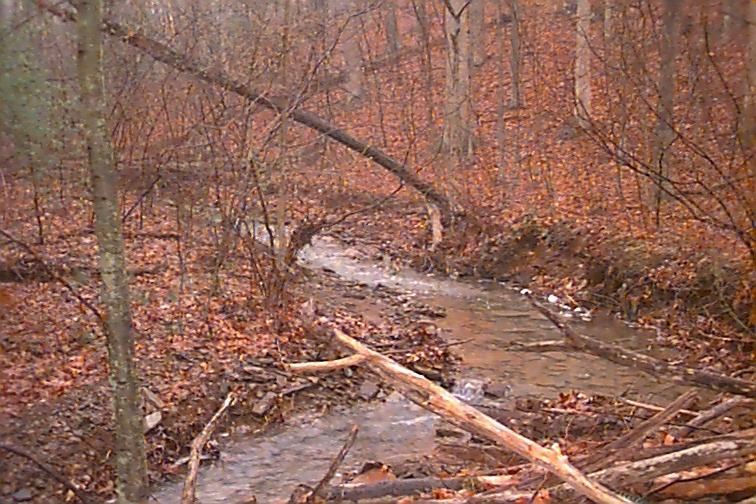 Field photo showing stream conditions at site LTON-114-R-2000-01