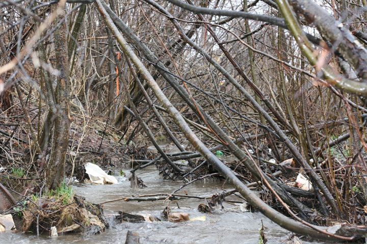 Field photo showing stream conditions at site LYOU-110-R-2009-1