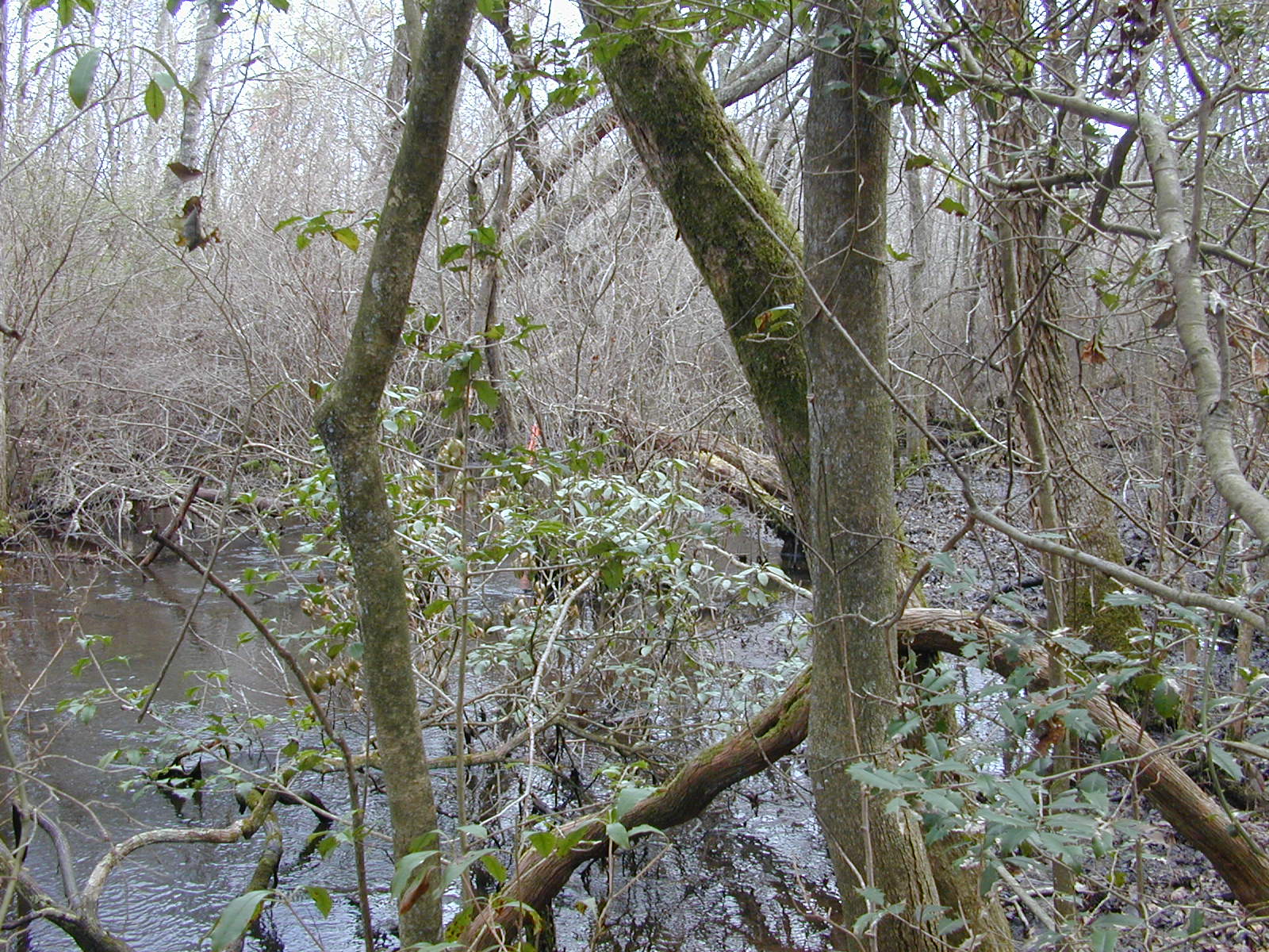 Field photo showing stream conditions at site MACK-101-R-2004-1