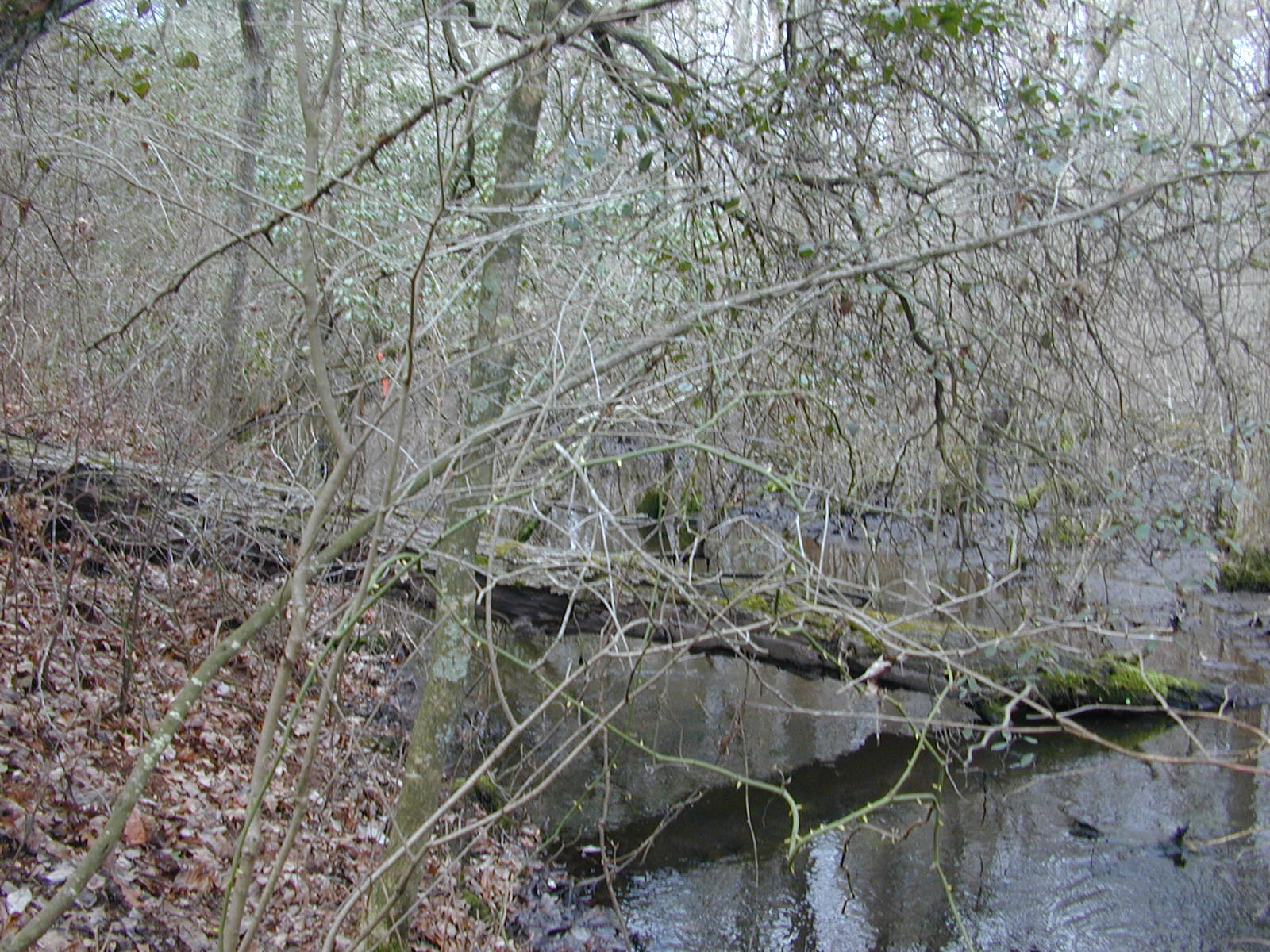 Field photo showing stream conditions at site MACK-101-R-2004-2