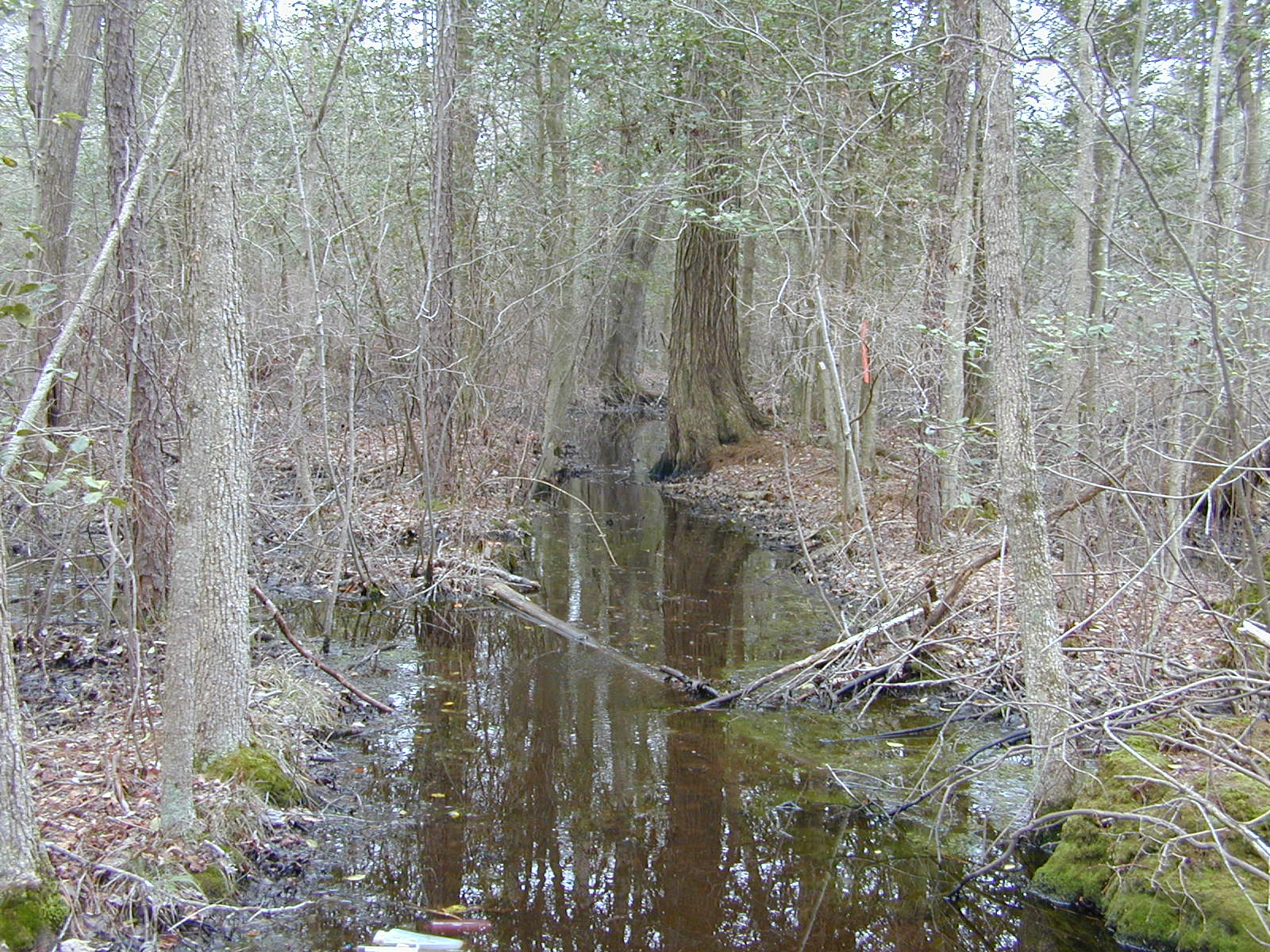 Field photo showing stream conditions at site MACK-108-R-2004-1
