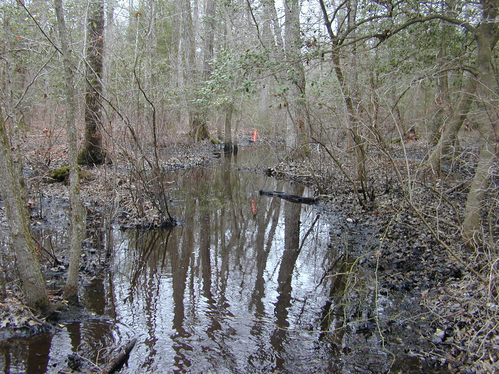 Field photo showing stream conditions at site MACK-110-R-2004-2
