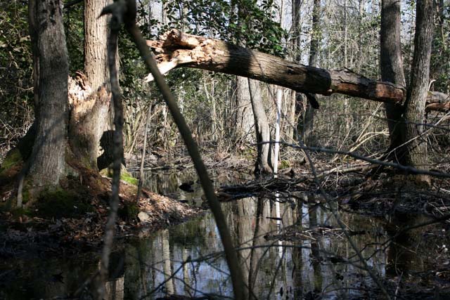 Field photo showing stream conditions at site MACK-110-S-2012-MidpointPupstream