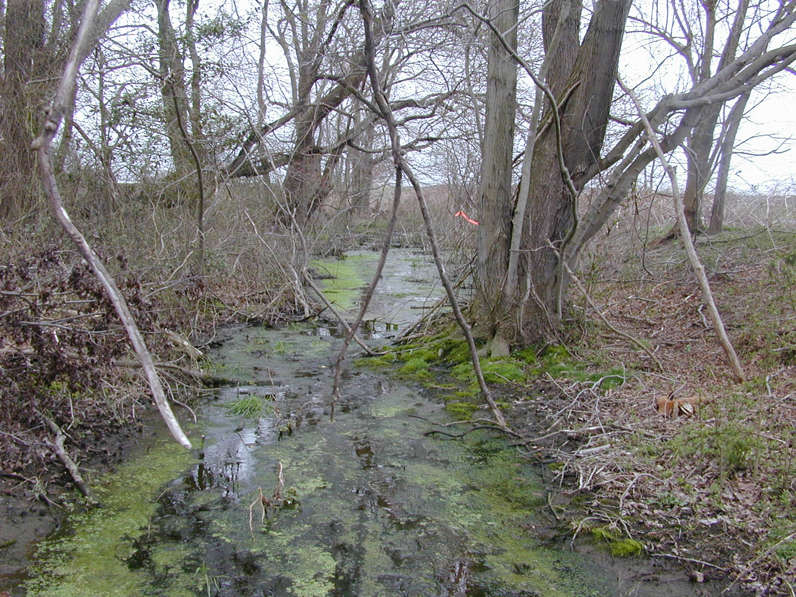 Field photo showing stream conditions at site MACK-115-R-2004-1