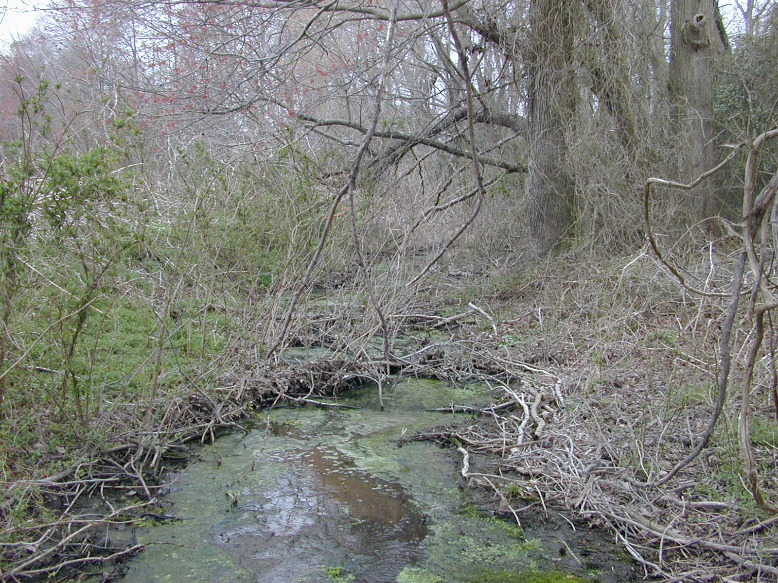 Field photo showing stream conditions at site MACK-115-R-2004-2