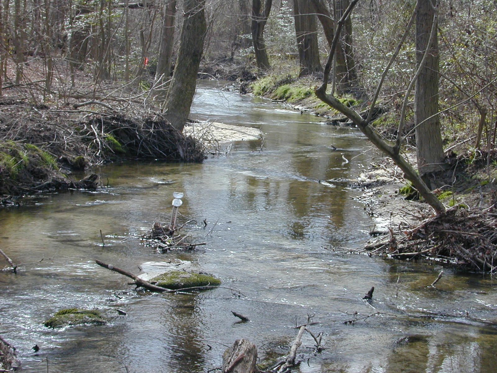Field photo showing stream conditions at site MACK-204-R-2004-1
