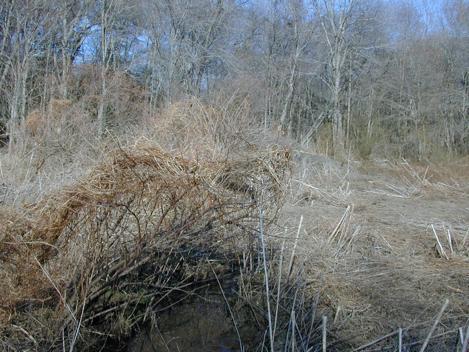 Field photo showing stream conditions at site MAGO-102-R-2003-0827